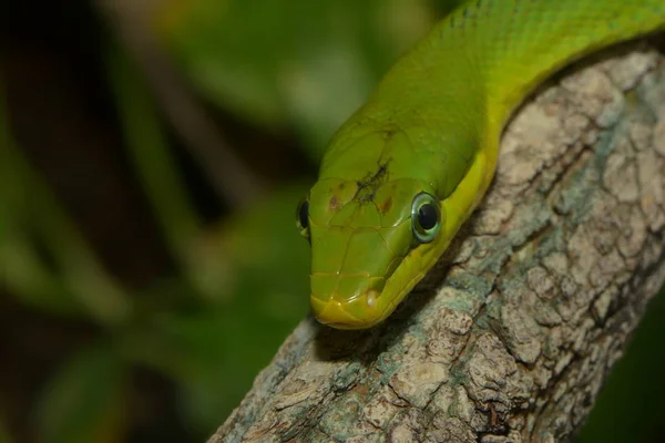Zielony Spitzkopfnatter Zielony Wąż Gonyosoma Oxycephalum — Zdjęcie stockowe