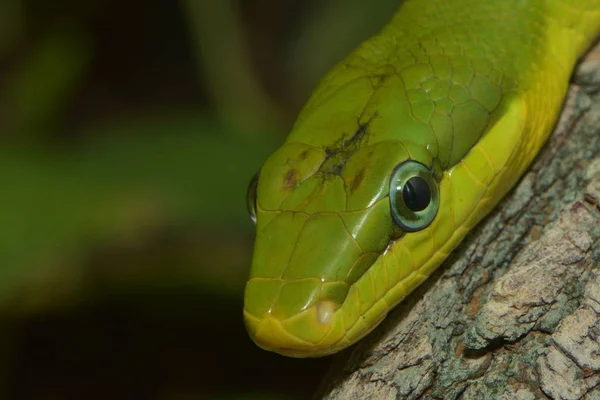 Змея Рептилия Животный Мир — стоковое фото