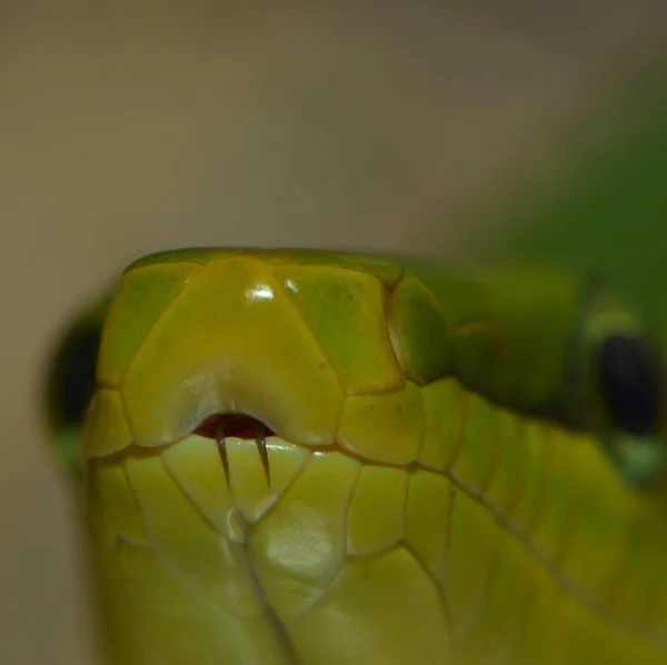 Had Plazí Svět Zvířat — Stock fotografie