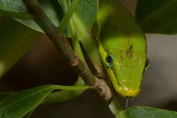 Vihreä Spitzenknatter Vihreä Käärme Luonnossa — kuvapankkivalokuva
