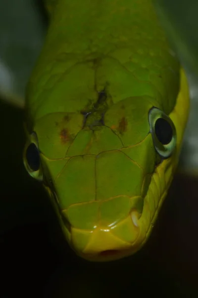 Verde Spitzkopfnatter Cobra Verde Gonyosoma Oxycephalum — Fotografia de Stock