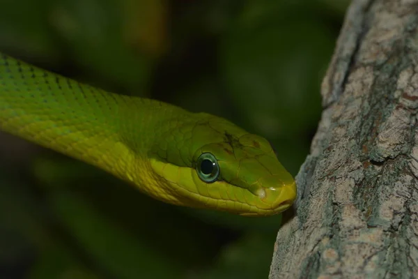 Зеленый Spitzkopfnatter Зеленая Змея Gonyosoma Oxycephalum — стоковое фото
