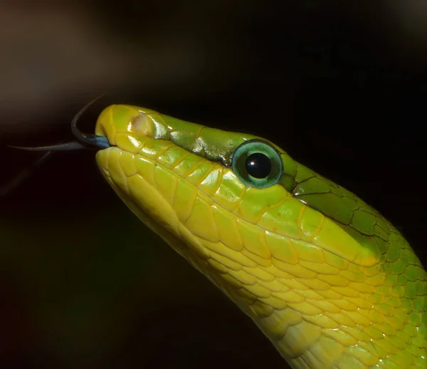 Ormdjur Köttätande Reptil — Stockfoto