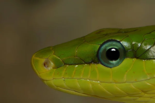 Cobra Animal Réptil Carnívoro — Fotografia de Stock