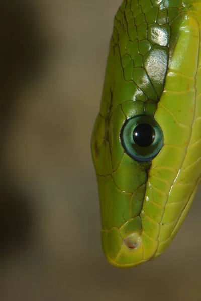 Spitzkopfnatter Verde Serpiente Verde Gonyosoma Oxycephalum —  Fotos de Stock
