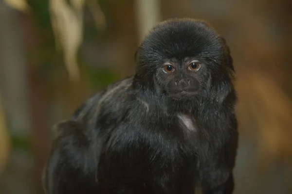 Closeup Animal Zoo — Stock Photo, Image