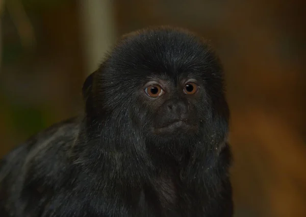 Detailní Záběr Zvířat Zoologické Zahradě — Stock fotografie