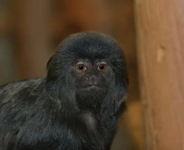 Detailní Záběr Zvířat Zoologické Zahradě — Stock fotografie