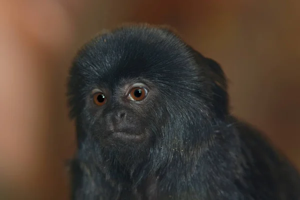 Singe Singe Primate Animal — Photo