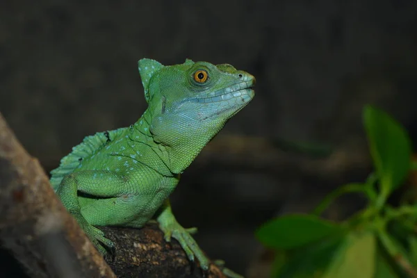 Animal World Lizard Reptile — Stock Photo, Image