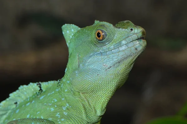 Lagarto Reptil Tropical —  Fotos de Stock