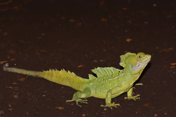 Lagarto Vida Silvestre Reptil —  Fotos de Stock