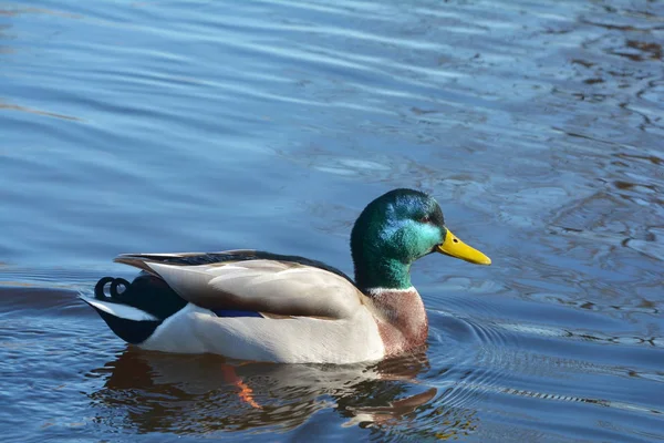 Schilderachtig Uitzicht Prachtige Vogel Natuur — Stockfoto