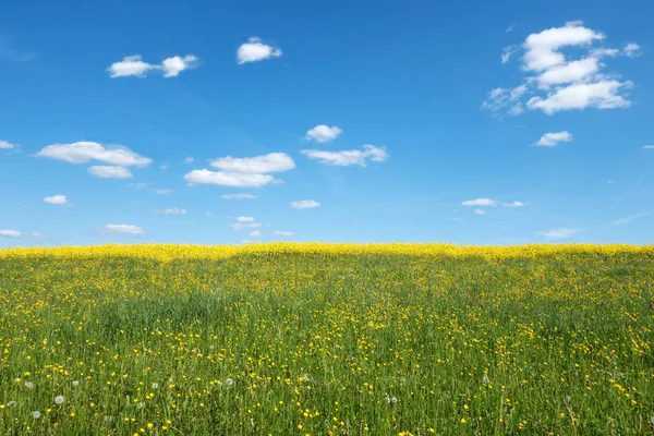 Gele Lente Weide Met Daarachter Verkrachtingsveld Blauw Witte Lucht — Stockfoto