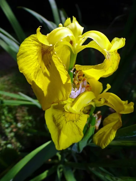 Malerische Ansicht Der Schönen Irisblume — Stockfoto