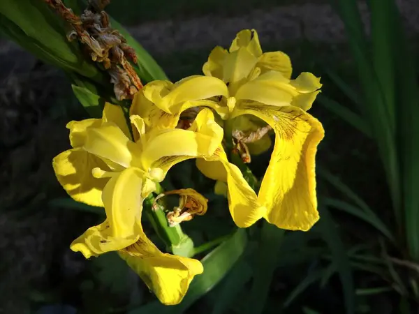 Malerische Ansicht Der Schönen Irisblume — Stockfoto