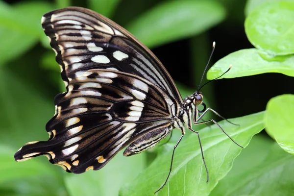 Mariposa Cola Golondrina Tropical Papilio Spec — Foto de Stock