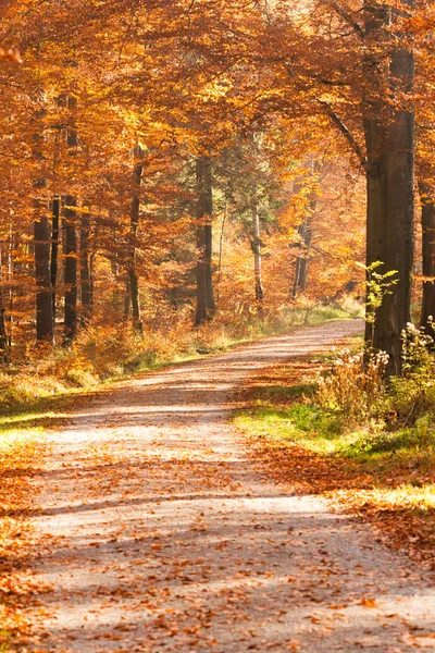 Τρόπος Στο Φθινόπωρο Χρωματιστό Δάσος Coverd Φύλλωμα — Φωτογραφία Αρχείου