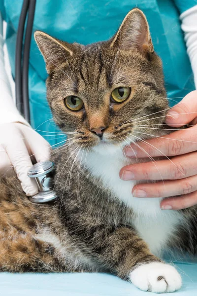 Dierenarts Met Stethoscoop Houden Een Tijger Kat Een Luisteren — Stockfoto