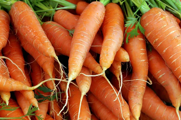 Carrots Carrots Weekly Market — Stock Photo, Image