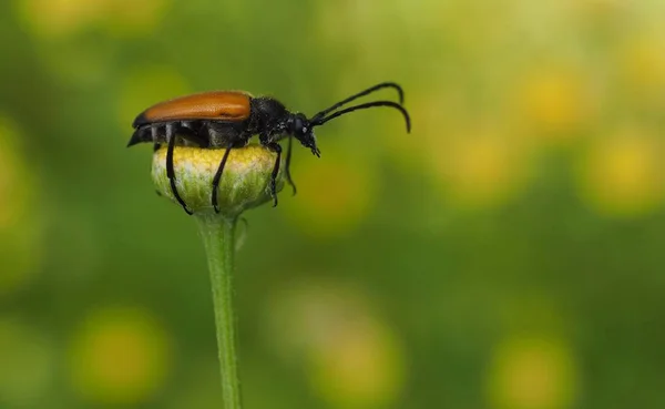 Käfer Stictoleptura Rubra Insekt Der Flora — Stockfoto