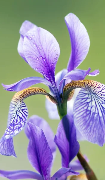 Iris Iris Versicolor Couleur Différente — Photo