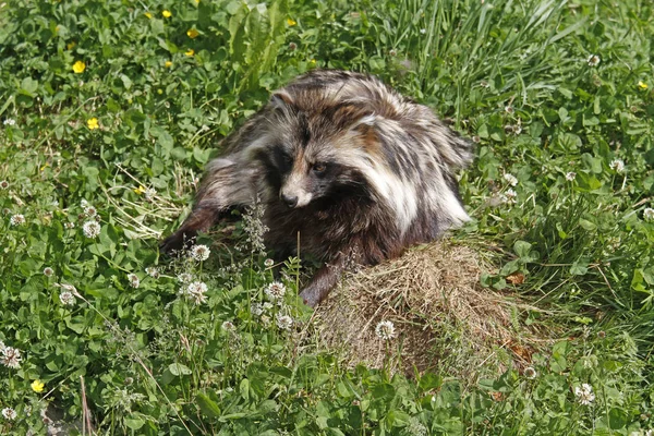 Waschbär Fauna Säugetier Prozyonide Familie — Stockfoto