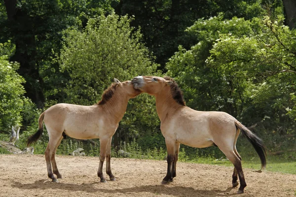 Przewalski Foal Action — 图库照片