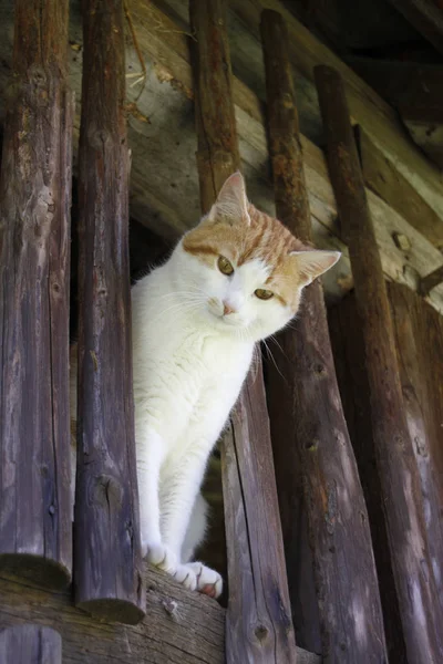 Şirin Tüylü Büyük Gözlü Bir Kedi — Stok fotoğraf