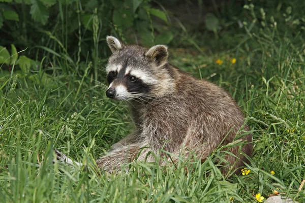Raccoon Bear Animal Rodent Mammal — kuvapankkivalokuva