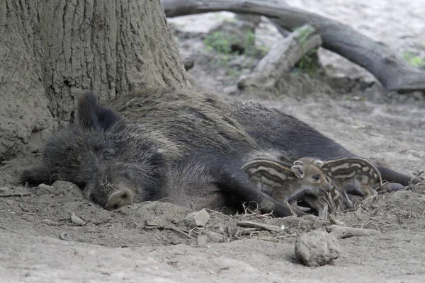 Een Grizzly Beer Dierentuin — Stockfoto