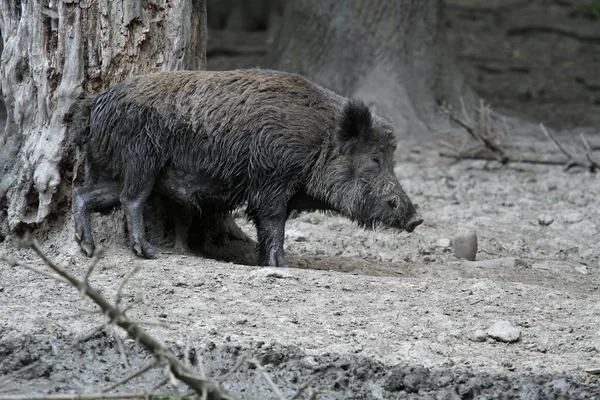 Boar Scratching Tree — Stock Photo, Image