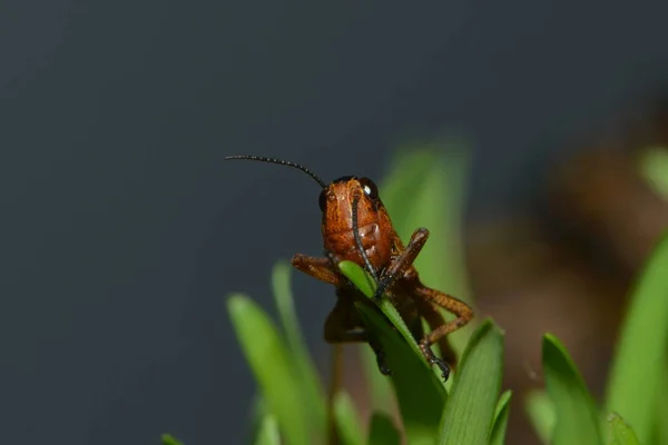 Saltamontes Insectos Cricket Bug —  Fotos de Stock