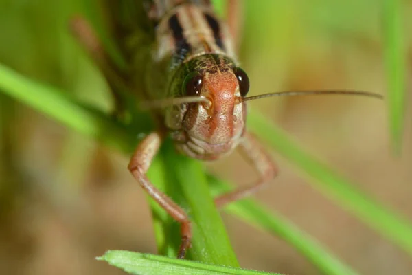 Böcek Çekirgesi Çekirge Böceği — Stok fotoğraf