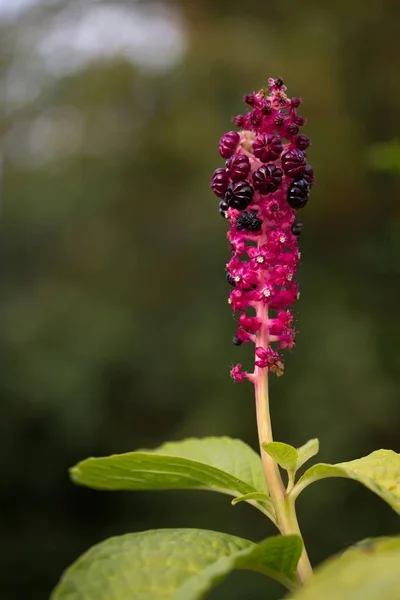 Der Indische Beerenobst Stand — Stockfoto