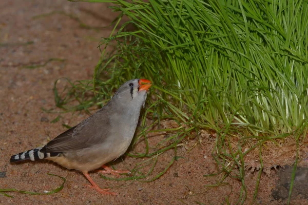 Scenic View Beautiful Cute Finch Bird — Stock Photo, Image