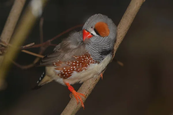 Scenic View Beautiful Bird Nature — Stock Photo, Image