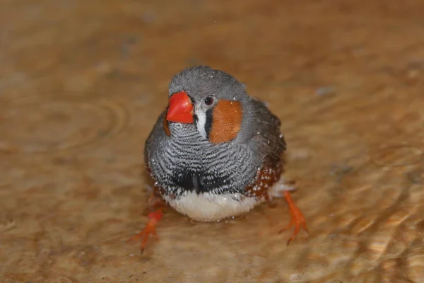 View Beautiful Bird Nature — Stock Photo, Image