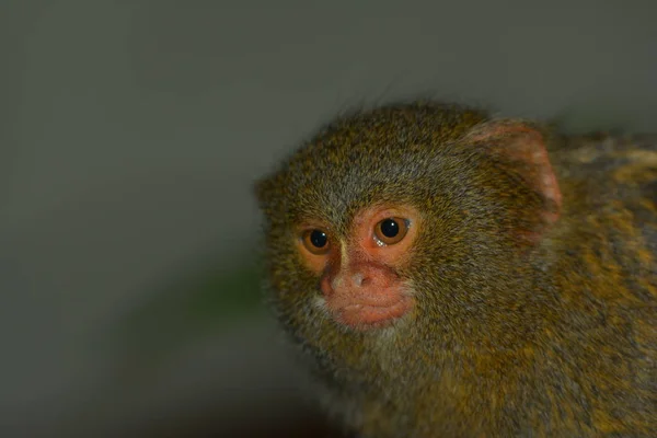 Närbild Japansk Robin — Stockfoto