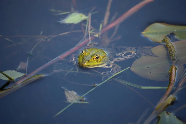 Zelená Žába Obojživelné Zvíře Fauna — Stock fotografie