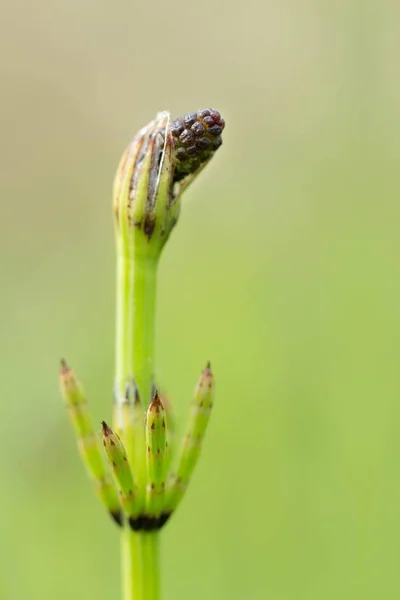 Field Horsetail Field Horsetail — 스톡 사진