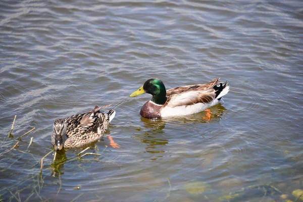 Stockenten Spanien — Stockfoto