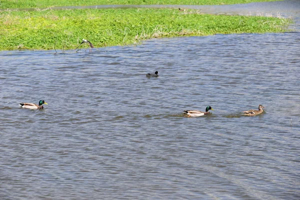 Aussichtsreiche Aussicht Auf Süße Stockente Der Natur — Stockfoto