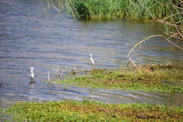 Sneeuwvogels Aan Het Meer Spanje — Stockfoto