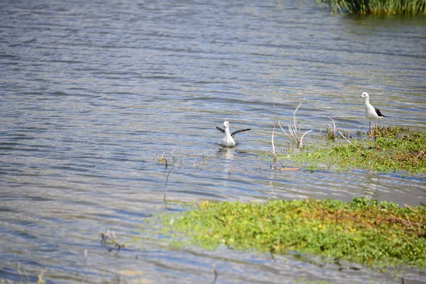 Sneeuwvogels Aan Het Meer Spanje — Stockfoto