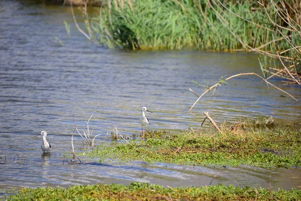 Sneeuwvogels Aan Het Meer Spanje — Stockfoto