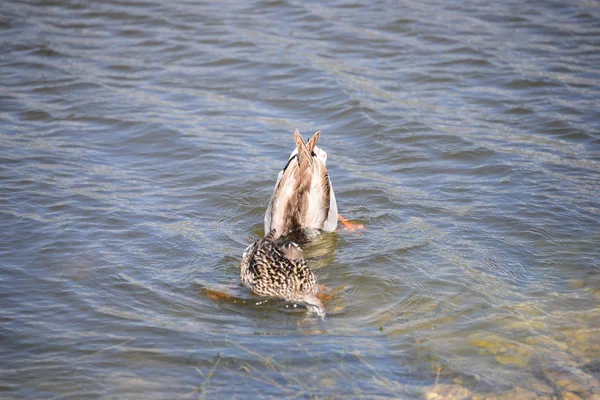 Patos Lago — Fotografia de Stock