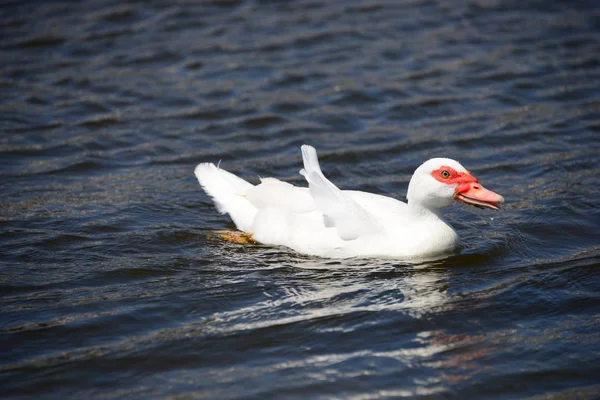 Oca Bianca Sul Lago — Foto Stock