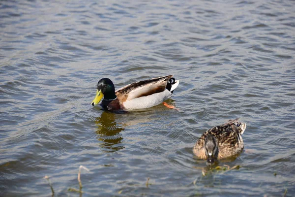 Stockente Auf Dem See — Stockfoto