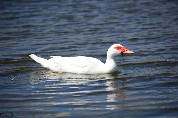 Білий Гусак Озері — стокове фото